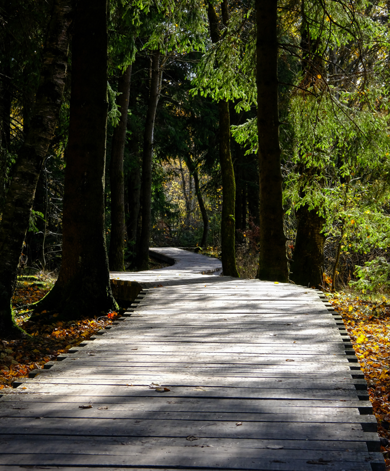 Schwarzes Moor Rhön - Geführte Touren mit Bernd Büchner